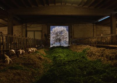 Animals Project