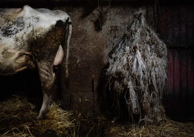 Animals Project