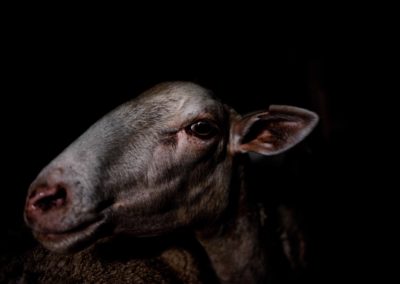 Animals Project