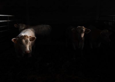 Animals Project