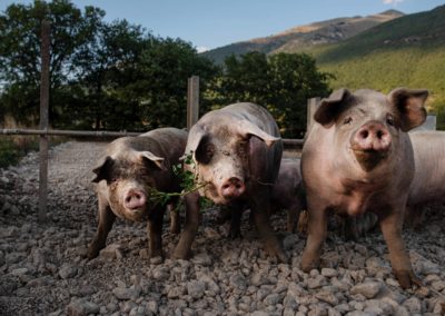 Animals Project